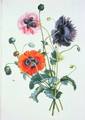 Poppies from Collection des fleurs et Fruits, 1805 by Jean Louis Prevost c.1760-1810 - Jean-Louis Prevost