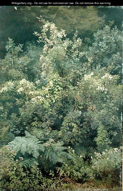 Hops and Ferns in Woodland, 1870 - Valentin Ruths