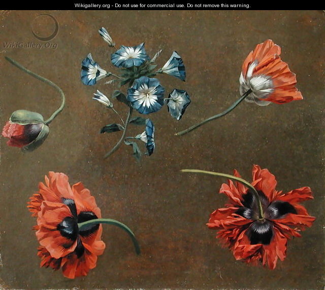 Poppies and Tradascanthus - Anonymous Artist