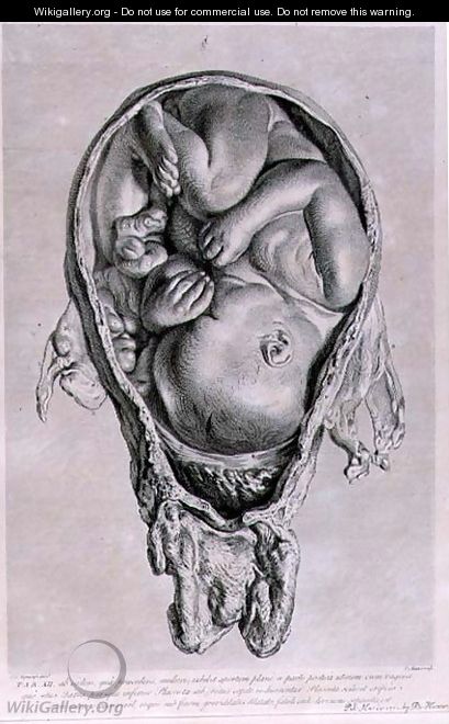 Anatomical drawing of a foetus in the womb, engraved by Francois Simon Ravenet 1706-74 pub. 1774 - (after) Rymsdyk, Jan van