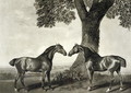 Two Hunters, engraved by G.T. Stubbs bap.1748-c.1815 - (after) Stubbs, George