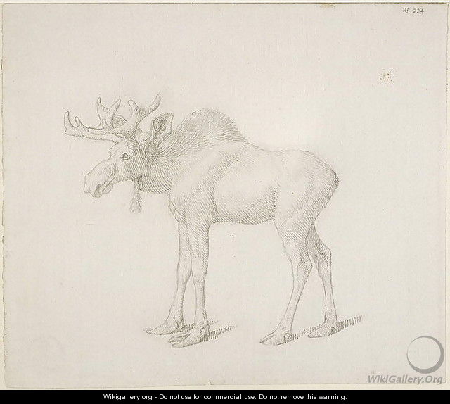 Drawing of Duke of Richmonds Second Bull Moose - George Stubbs