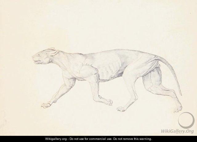 Study of a Tiger, Lateral View, from A Comparative Anatomical Exposition of the Structure of the Human Body with that of a Tiger and a Common Fowl, 1795-1806 5 - George Stubbs