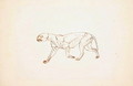 Study of a Tiger, Lateral View, from A Comparative Anatomical Exposition of the Structure of the Human Body with that of a Tiger and a Common Fowl, 1795-1806 - George Stubbs
