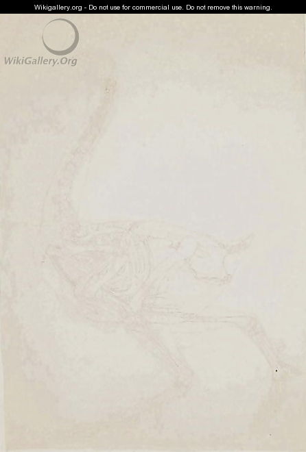 Study of a Fowl, Lateral View, from A Comparative Anatomical Exposition of the Structure of the Human Body with that of a Tiger and a Common Fowl, 1795-1806 10 - George Stubbs