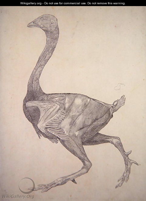 Study of a Fowl, Lateral View, from A Comparative Anatomical Exposition of the Structure of the Human Body with that of a Tiger and a Common Fowl, 1795-1806 4 - George Stubbs
