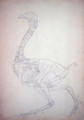 Study of a Fowl, Lateral View, from A Comparative Anatomical Exposition of the Structure of the Human Body with that of a Tiger and a Common Fowl, 1795-1806 3 - George Stubbs