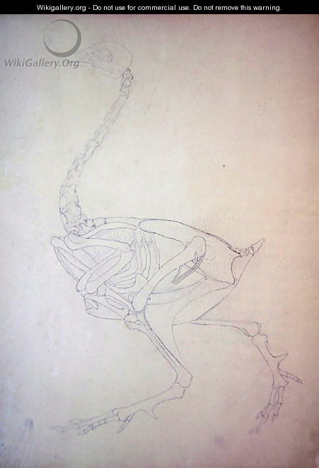 Study of a Fowl, Lateral View, from A Comparative Anatomical Exposition of the Structure of the Human Body with that of a Tiger and a Common Fowl, 1795-1806 - George Stubbs