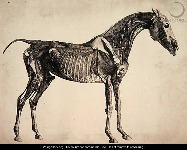 Plate from The Anatomy of the Horse, c.1766 2 - George Stubbs