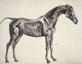 Plate from The Anatomy of the Horse, c.1766 - George Stubbs