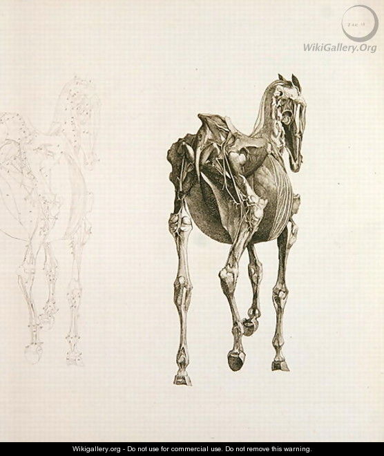 Tab. XV, from The Anatomy of the Horse..., 1766 - George Stubbs