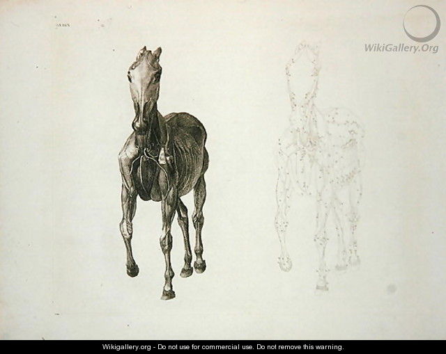 Tab. VIII, from The Anatomy of the Horse... 1766 - George Stubbs
