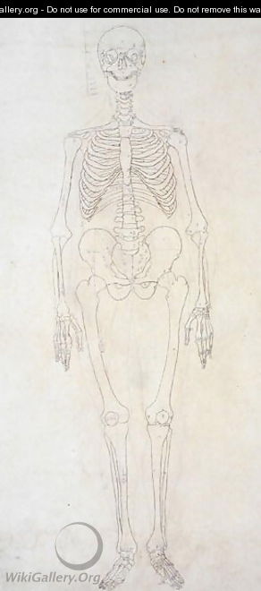 Study of the Human Figure, Anterior View, from A Comparative Anatomical Exposition of the Structure of the Human Body with that of a Tiger and a Common Fowl, c.1795-1806 3 - George Stubbs