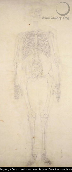 Study of the Human Figure, Anterior View, from A Comparative Anatomical Exposition of the Structure of the Human Body with that of a Tiger and a Common Fowl, c.1795-1806 2 - George Stubbs