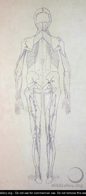 Study of the Human Figure, Posterior View, from A Comparative Anatomical Exposition of the Structure of the Human Body with that of a Tiger and a Common Fowl, c.1795-1806 5 - George Stubbs