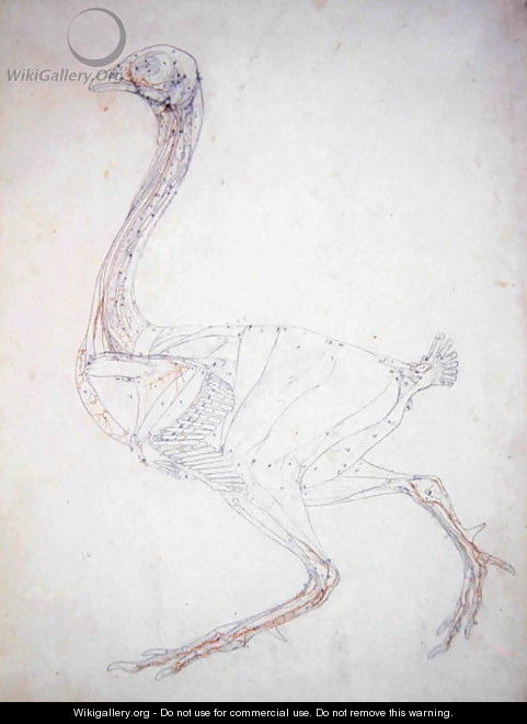 Study of a Fowl, Lateral View, Diagram for Key to Table XV, from A Comparative Anatomical Exposition of the Structure of the Human Body with that of a Tiger and a Common Fowl, 1795-1806 - George Stubbs
