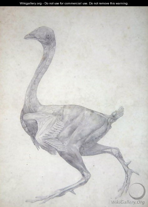 Study of a Fowl, Lateral View, with skin and underlying fascial layers removed, from A Comparative Anatomical Exposition of the Structure of the Human Body with that of a Tiger and a Common Fowl, 1795-1806 - George Stubbs