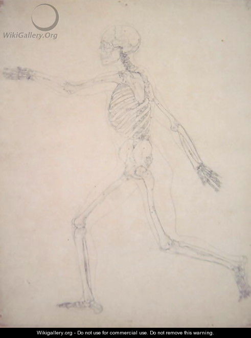 Study of the Human Figure, Lateral View, from A Comparative Anatomical Exposition of the Structure of the Human Body with that of a Tiger and a Common Fowl, 1795-1806 6 - George Stubbs