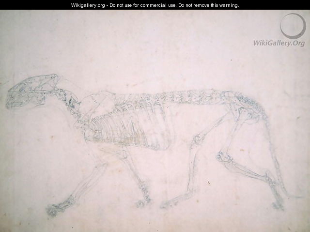 Study of a Tiger, Lateral View, from A Comparative Anatomical Exposition of the Structure of the Human Body with that of a Tiger and a Common Fowl, 1795-1806 18 - George Stubbs