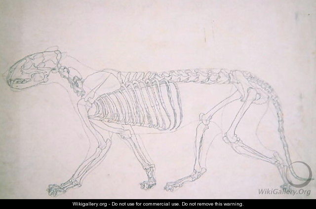 Study of a Tiger, Lateral View, from A Comparative Anatomical Exposition of the Structure of the Human Body with that of a Tiger and a Common Fowl, 1795-1806 17 - George Stubbs
