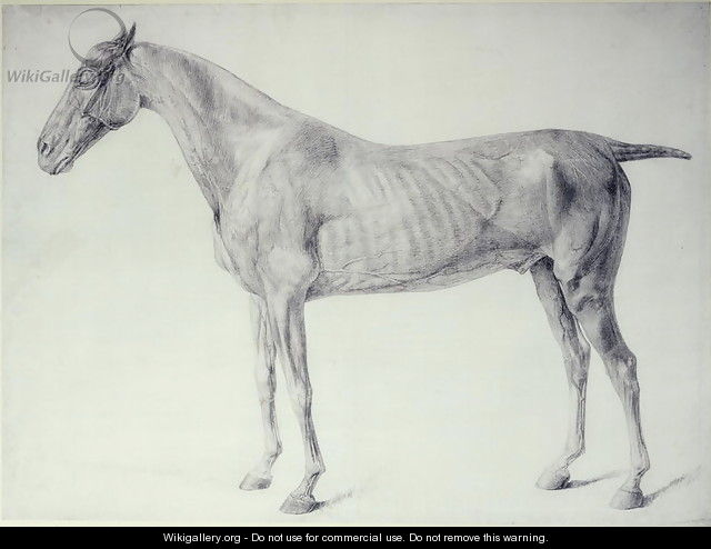 Diagram from The Anatomy of the Horse 2 - George Stubbs