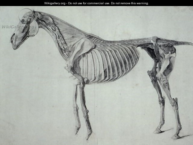Finished Study for the Fifth Anatomical Table of a Horse - George Stubbs