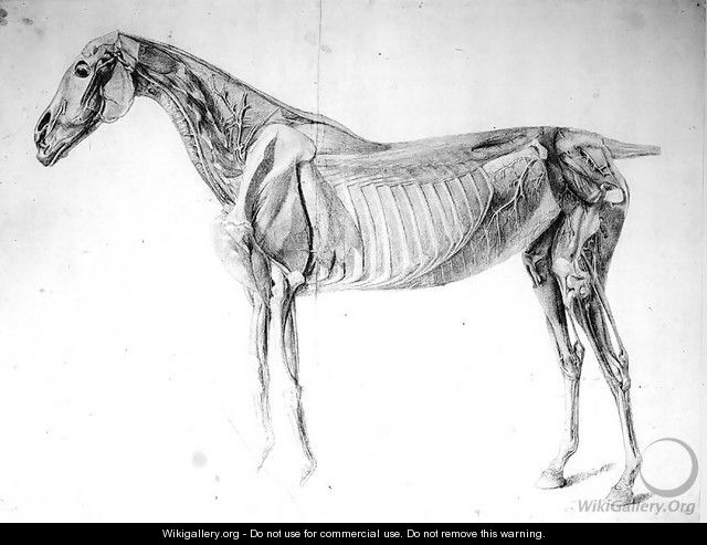 Diagram from The Anatomy of the Horse - George Stubbs