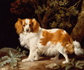 A Liver and White King Charles Spaniel in a Wooded Landscape, 1776 - George Stubbs