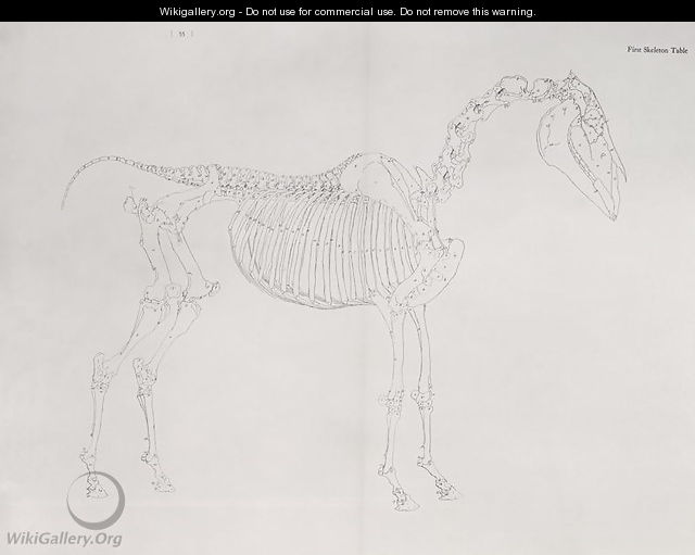 First Skeleton Table, from The Anatomy of the Horse - George Stubbs