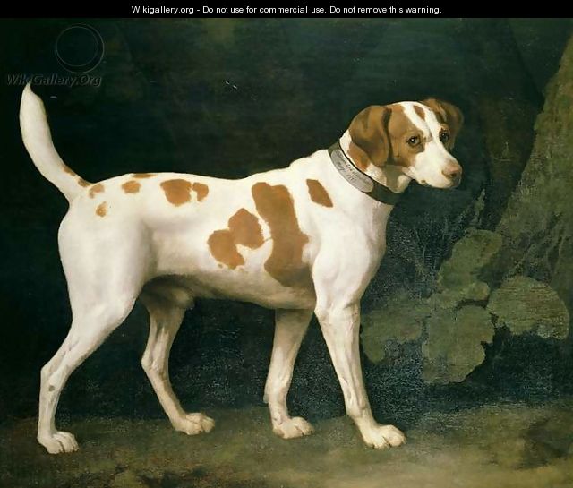 Portrait of a Hound belonging to William Pitt, 1st Earl of Chatham, 1788 - George Stubbs