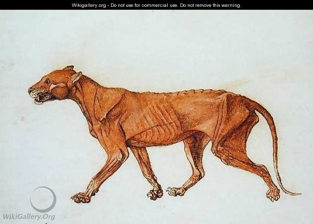 Tiger, Lateral View, Skin Removed, from A Comparative Anatomical Exposition of the Structure of the Human Body with that of a Tiger and a Common Fowl - George Stubbs