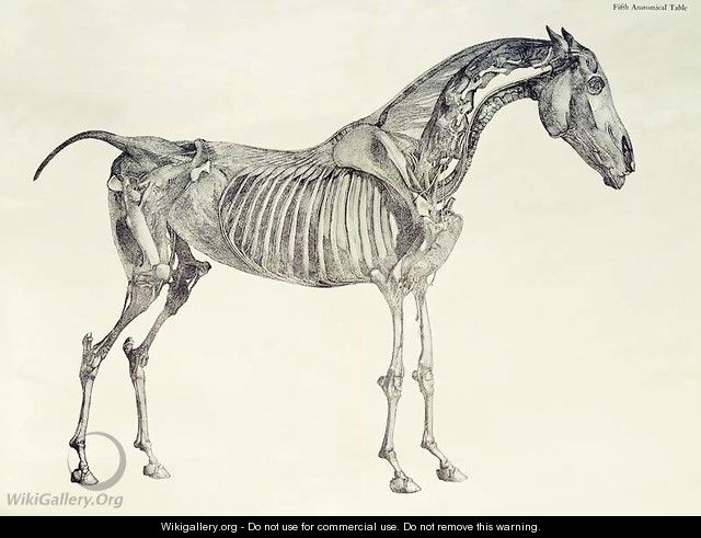 Fifth Anatomical Table, from The Anatomy of the Horse 2 - George Stubbs