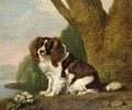 Fanny, a brown and white spaniel, 1778 - George Stubbs