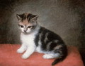 Miss Ann Whites Kitten, 1790 - George Stubbs