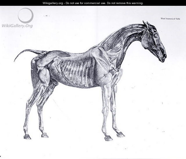 Third Anatomical Table, from The Anatomy of the Horse - George Stubbs