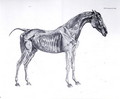 Third Anatomical Table, from The Anatomy of the Horse - George Stubbs