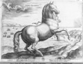 Equus Hispanus - Jan van der (Joannes Stradanus) Straet