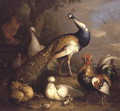 Peacock, Peahen and Poultry in a Landscape - Tobias Stranover