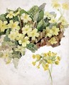 Study of Primroses and Cowslips - Laura Darcy Strutt