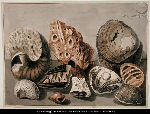 Still Life with shells and fossils - Sarah Stone