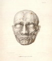 The Muscles of the face, from Charles Bells 1774-1842 Essays on the Anatomy of Expression in Painting, 1806 - John Stewart