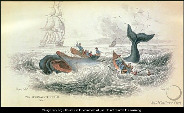 The Spermaceti Whale, engraved by William Home Lizars 1788-1859 plate 10 from Vol 12 of Sir William Jardines Naturalists Library, pub. 1833-45 - (after) Stewart, James