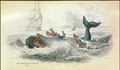 The Spermaceti Whale, engraved by William Home Lizars 1788-1859 plate 10 from Vol 12 of Sir William Jardines Naturalists Library, pub. 1833-45 - (after) Stewart, James