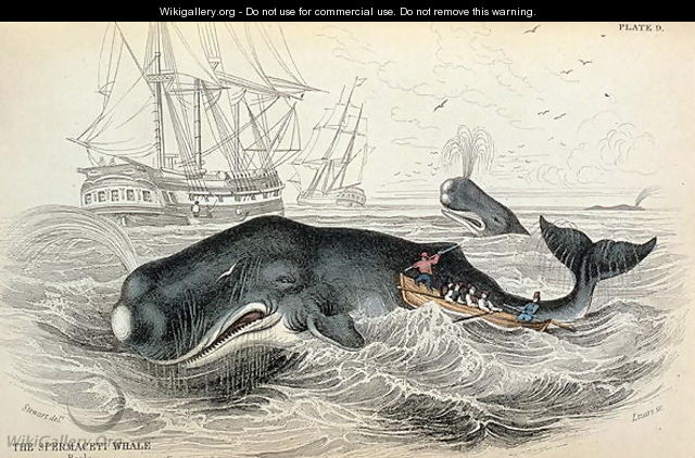 The Spermaceti Whale, engraved by William Home Lizars (1788-1859) plate 9 from Vol 12 of Sir William Jardines Naturalists Library, pub. 1833-45 - (after) Stewart, James