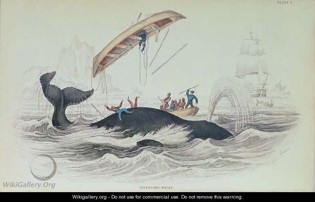 Greenland Whale, book illustration engraved by William Home Lizars 1788-1859 - (after) Stewart, James
