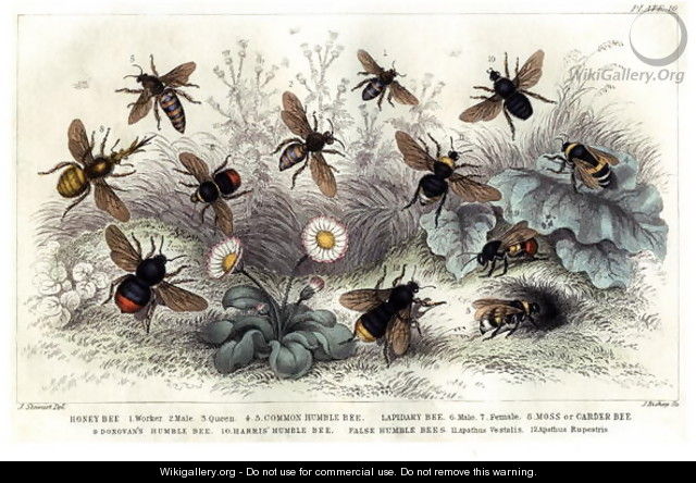 Study of different bees, engraved J. Bishop - J. Stewart
