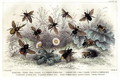 Study of different bees, engraved J. Bishop - J. Stewart