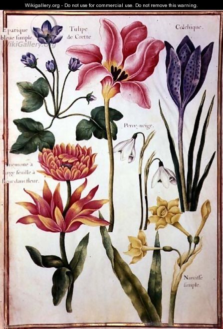 Flower Studies - Nicolas Robert
