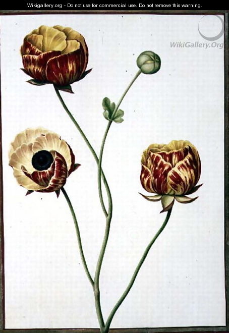 Ranunculus Asiaticus - Nicolas Robert
