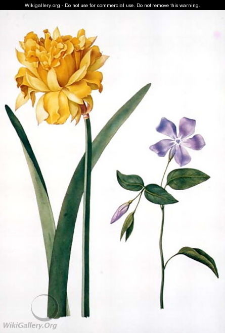 Double Daffodil and Periwinkle - Nicolas Robert